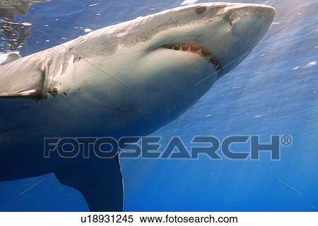 Stock Photography - Great white shark. Fotosearch