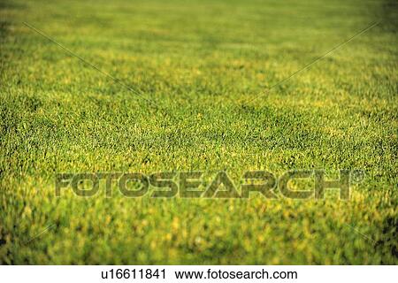 Green grass View Large Photo Image Stock Image - Green grass. Fotosearch