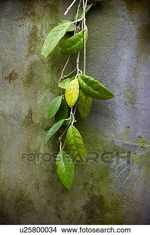 Picture - Green leaves on wall. Fotosearch