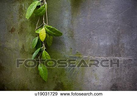 Green leaves on wall View Large Photo Image Stock Photo - Green leaves on wall. Fotosearch