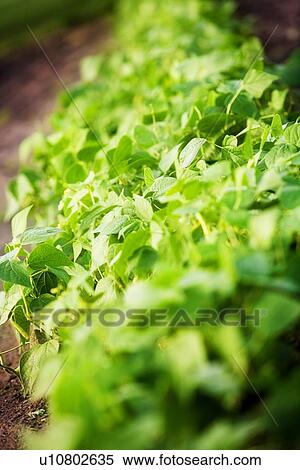 Stock Photography - Green plant. Fotosearch