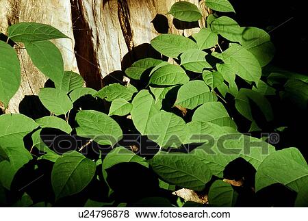 Stock Photo - Green plants growing beside a tree trunk. Fotosearch