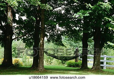 Stock Photo - Hammock hanging between maple trees. Fotosearch