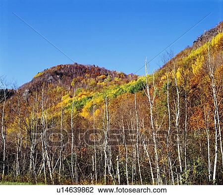 Hill covered with fall colored trees and bushes View Large Photo Image Stock Image - Hill covered with fall colored trees and bushes. Fotosearch