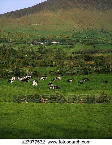 Holstein-Fresian Cattle, Glen Of Aherlow, Golden Vale, Co Tipperary, Ireland View Large Photo Image Stock Image - Holstein-Fresian Cattle, Glen Of Aherlow, Golden Vale, Co Tipperary, Ireland. Fotosearch
