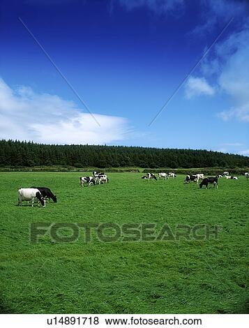 Holstein-Fresian Cattle Near Carrick On Suir, Co Waterford, Ireland View Large Photo Image Stock Photo - Holstein-Fresian Cattle Near Carrick On Suir, Co Waterford, Ireland. Fotosearch