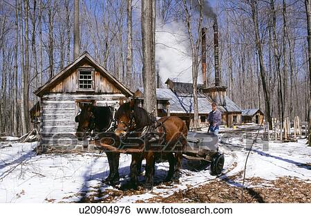Stock Photograph - Horse and wagon by sugar house. Fotosearch