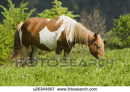 Stock Photo - Horse grazing in Cantabria, Northern Spain . Fotosearch