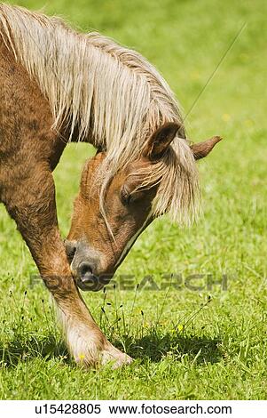 Stock Photography - Horse licking his leg. Fotosearch