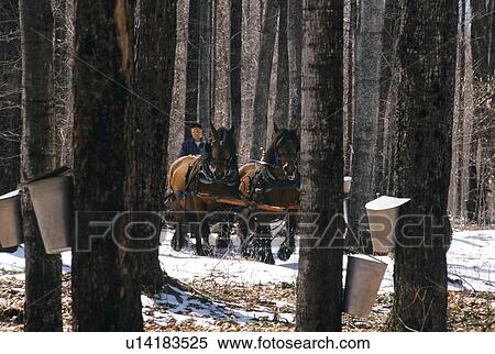 Horses pulling wagon in maple forest View Large Photo Image Stock Photography - Horses pulling wagon in maple forest. Fotosearch