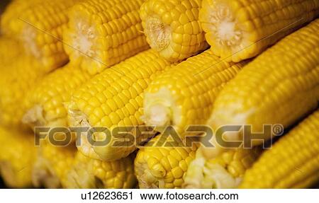 Stock Image - Husked corn on the cob. Fotosearch