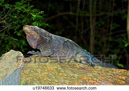 Iguana View Large Photo Image Stock Image - Iguana. Fotosearch