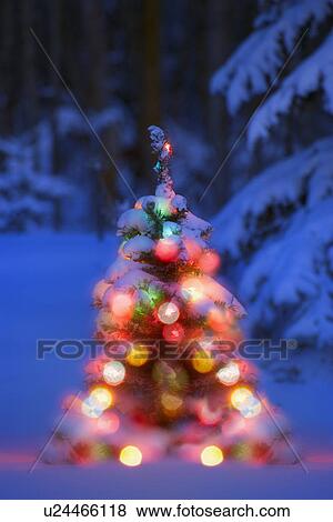 Illuminated Christmas tree in a forest View Large Photo Image Stock Photo - Illuminated Christmas tree in a forest. Fotosearch
