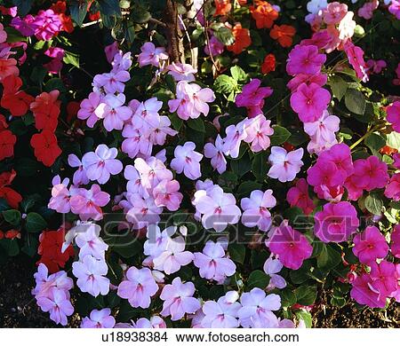 Impatiens View Large Photo Image Picture - Impatiens. Fotosearch