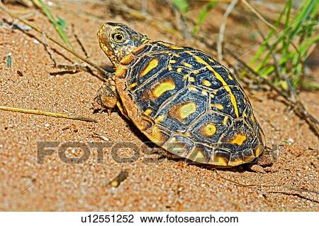 Juvenile ornate box turtle basking in a canyon, Garza County, Texas, U. S. A View Large Photo Image Stock Image - Juvenile ornate box turtle basking in a canyon, Garza County, Texas, U. S. A. Fotosearch
