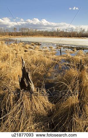 Lake and grasses with white clouds in early spring View Large Photo Image Stock Image - Lake and grasses with white clouds in early spring. Fotosearch
