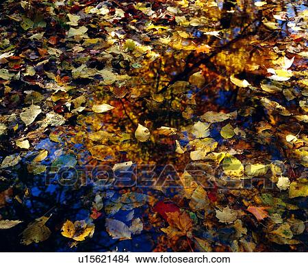 Leaves in water puddle View Large Photo Image Picture - Leaves in water puddle . Fotosearch