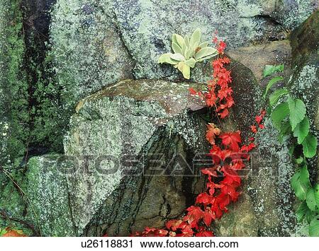 Lichen growing on a rock in Shenandoah National Park, Virginia, USA View Large Photo Image Stock Image - Lichen growing on a rock in Shenandoah National Park, Virginia, USA. Fotosearch