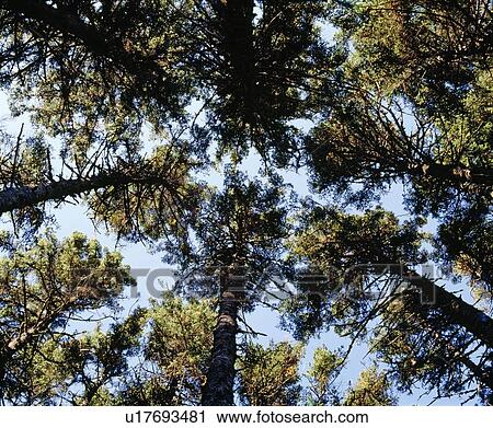 Looking up to the trees View Large Photo Image Stock Image - Looking up to the trees. Fotosearch