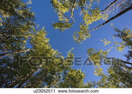 Stock Image - Low angle shot of tall trees. Fotosearch