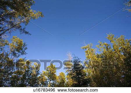 Low angle shot of tall trees View Large Photo Image Stock Photograph - Low angle shot of tall trees. Fotosearch