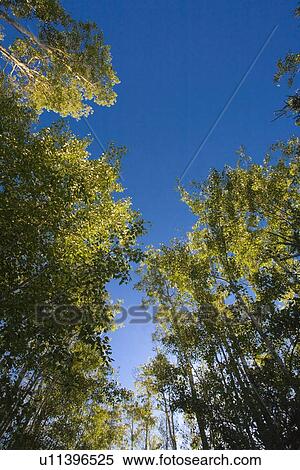 Stock Photography - Low angle shot of tall trees. Fotosearch