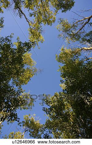 Stock Photograph - Low angle shot of trees. Fotosearch