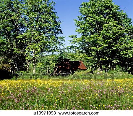 Stock Image - Meadow and dilapidated building. Fotosearch