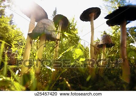 Stock Image - Mushroom patch. Fotosearch