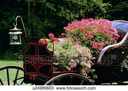 Old carriage with flowers in it View Large Photo Image Stock Image - Old carriage with flowers in it. Fotosearch