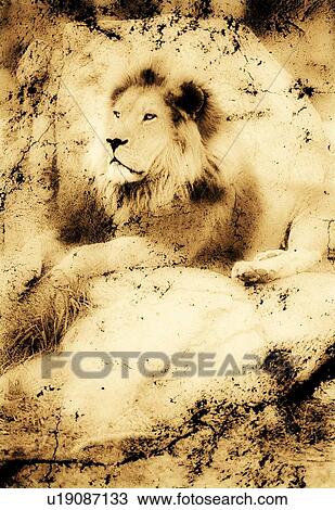 Old photograph of a lion on a rock View Large Photo Image Stock Image - Old photograph of a lion on a rock. Fotosearch