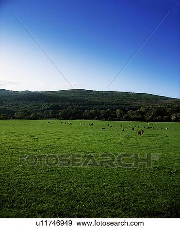 Pastoral, Kilsheelan, Co Tipperary, Ireland View Large Photo Image Stock Photo - Pastoral, Kilsheelan, Co Tipperary, Ireland. Fotosearch