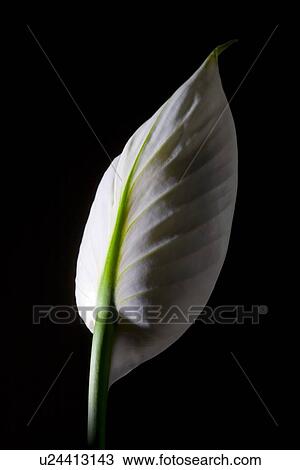Peace lily View Large Photo Image Stock Image - Peace lily. Fotosearch