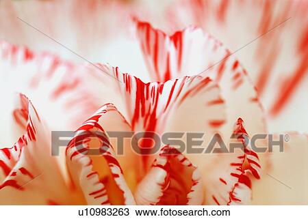 Stock Image - Petals of carnation flower. Fotosearch