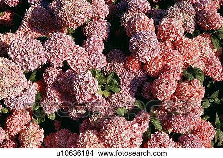 Picture - Pink lilacs. Fotosearch