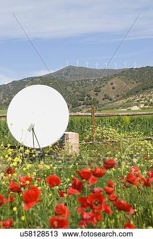 Poppy and wild flower garden with satellite dish West of Álora, Malaga, Spain View Large Photo Image Stock Image - Poppy and wild flower garden with satellite dish West of Álora, Malaga, Spain . Fotosearch