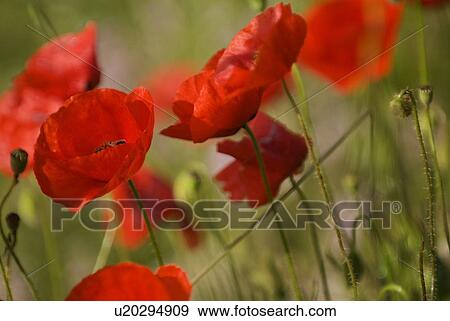 Red poppies blooming outdoors View Large Photo Image Stock Photo - Red poppies blooming outdoors. Fotosearch
