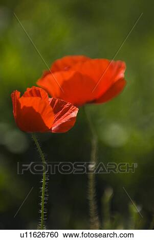 Red poppies blooming View Large Photo Image Stock Image - Red poppies blooming. Fotosearch