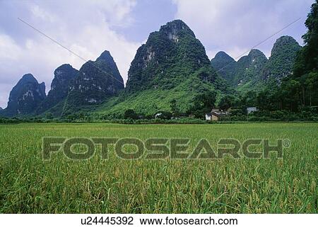 Stock Image - Rice field near Yangshuo in China. Fotosearch