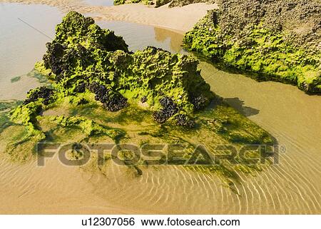 Stock Photograph - Rock formation covered with algae on a beach. Fotosearch
