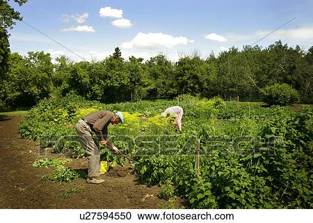 Stock Image - Senior man gardening. Fotosearch
