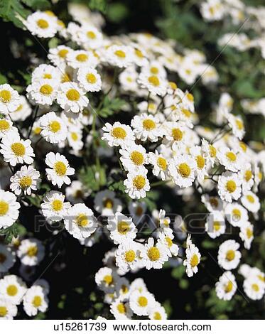 Stock Photo - Shasta daisies. Fotosearch