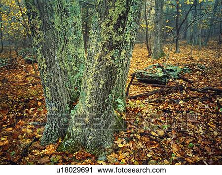 Stock Image - Shenandoah National Park in Virginia, USA. Fotosearch