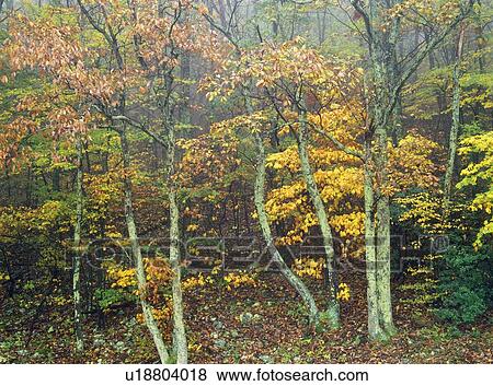 Shenandoah National Park in Virginia, USA View Large Photo Image Stock Photo - Shenandoah National Park in Virginia, USA. Fotosearch