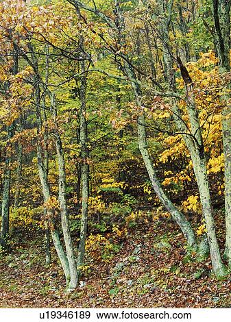 Shenandoah National Park in Virginia, USA View Large Photo Image Stock Photo - Shenandoah National Park in Virginia, USA. Fotosearch