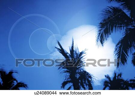 Silhouetted palm trees View Large Photo Image Picture - Silhouetted palm trees. Fotosearch