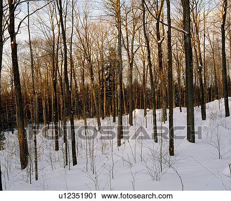 Snowy forest View Large Photo Image Stock Image - Snowy forest. Fotosearch