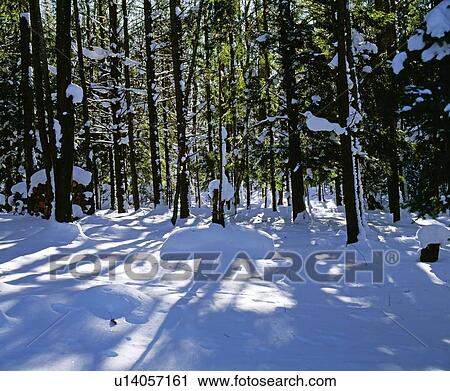 Stock Image - Snowy path in a forest. Fotosearch