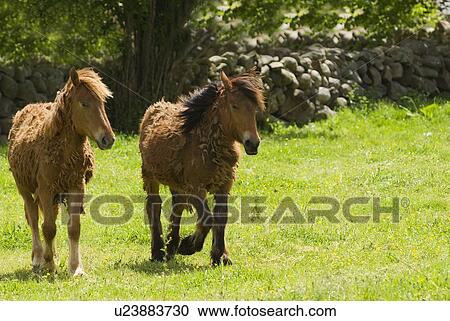Spanish Cantabrian mountain ponies View Large Photo Image Stock Image - Spanish Cantabrian mountain ponies. Fotosearch