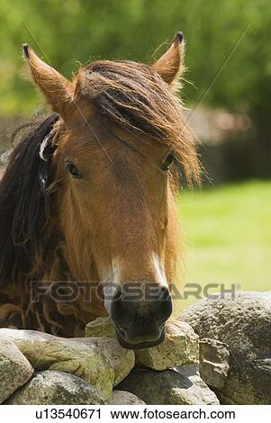 Stock Image - Spanish Cantabrian mountain pony. Fotosearch